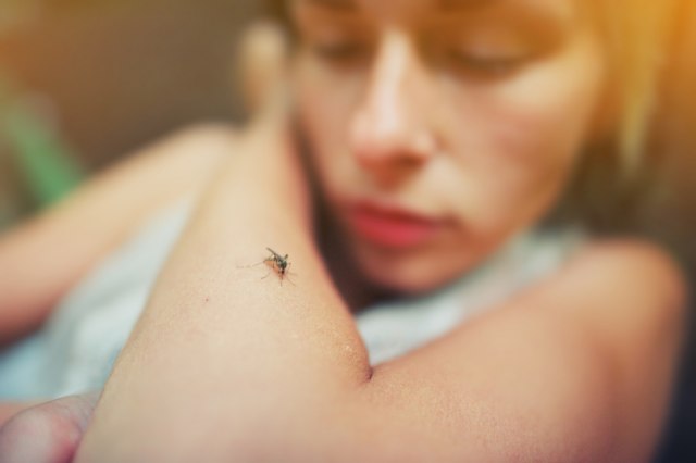 Imamo li razloga za brigu zbog ujeda komarca? Dr Adamoviæ razjasnio za B92.net